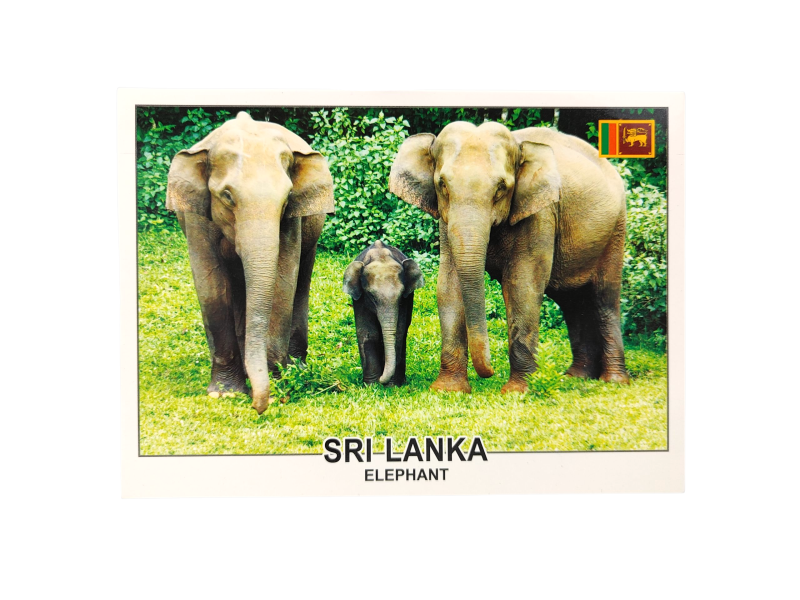 Pocztówka Słonie ze Sri Lanki  rodzinna scena z dżungli.png